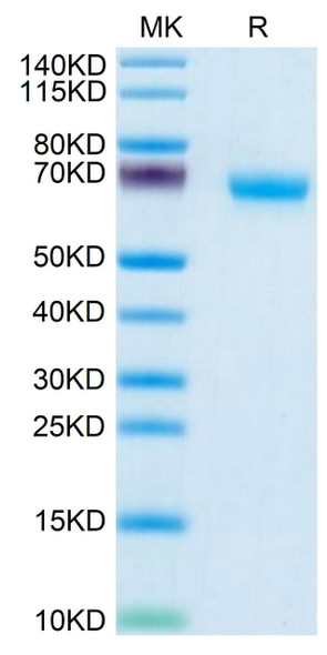 Recombinant Human NKp46/NCR1/CD335 Protein (RPCB0464)
