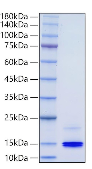Recombinant Human CXCL9/MIG Protein (RPCB0465)