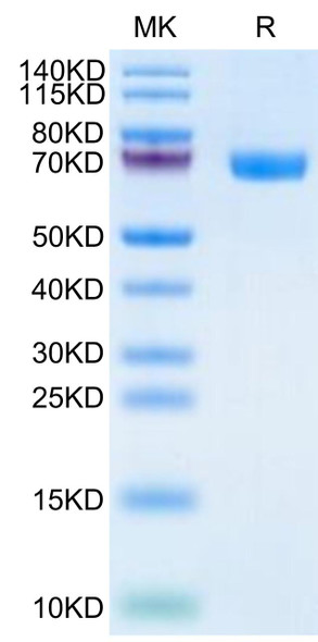 Recombinant Human TROP-2/TACSTD2 Protein (RPCB0486)