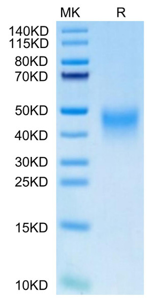 Recombinant Human PD-1/PDCD1/CD279 Protein (RPCB0564)