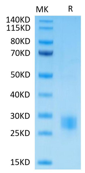 Biotinylated Recombinant Human CTLA-4/CD152 Protein (RPCB0573)