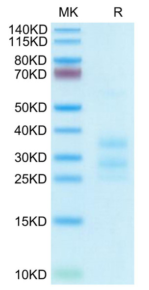 Recombinant Human CD3E&CD3G Protein (RPCB0569)