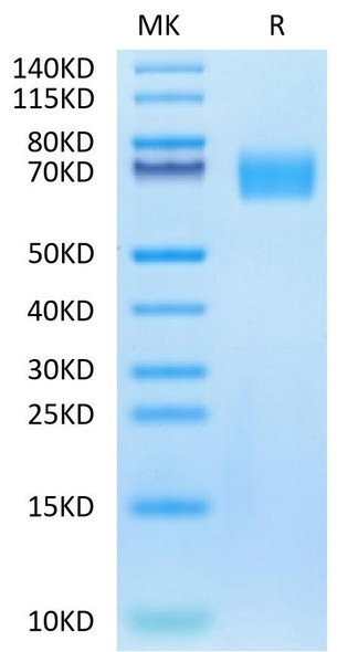 Biotinylated Recombinant Human ERBB1/HER1/EGFR (25-378) Protein (RPCB0590)