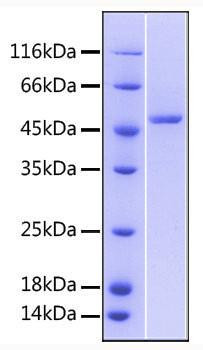 Recombinant Human TNFRSF25/DR3 Protein (RPCB0604)