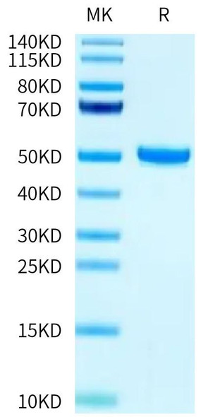 Biotinylated Recombinant Human FcRn/FCGRT&B2M Protein (RPCB0608)