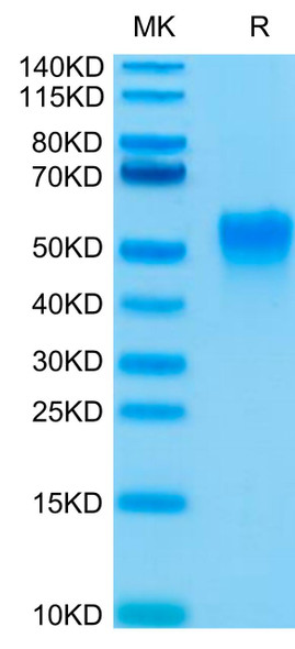 Biotinylated Recombinant Human Fc-gamma RIII alpha/FCGR3A/CD16a (F176V) Protein (RPCB0612)