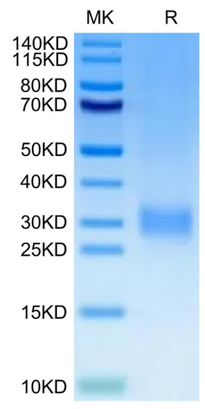 Recombinant Human CD24 Protein (RPCB0630)
