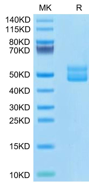 Recombinant Human CD3E&CD3G Protein (RPCB0659)