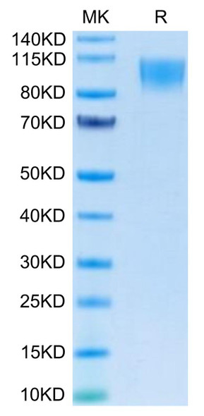 Recombinant Human TNFRSF8/CD30 Protein (RPCB0673)