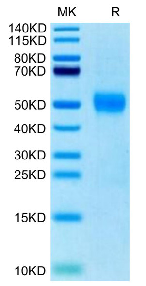 Biotinylated Recombinant Human Siglec-3/CD33 Protein (RPCB0696)
