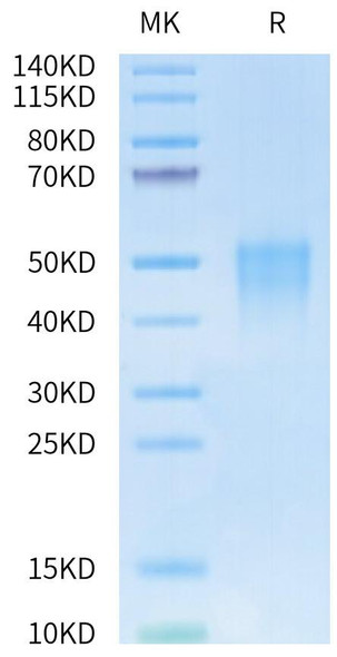 Biotinylated Recombinant Human/Cynomolgus/Rhesus macaque CD28 Protein (RPCB0710)