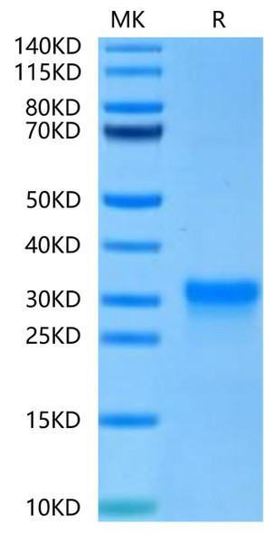Recombinant Human CD8 alpha Protein (RPCB0714)