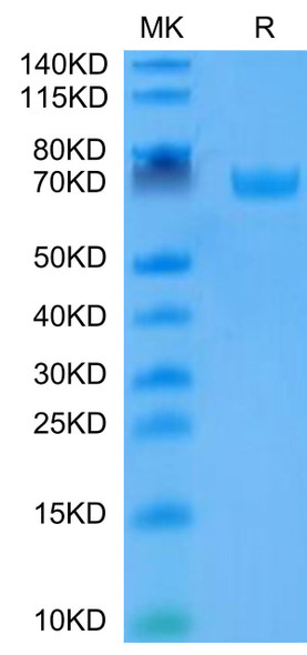 Recombinant Human B7-H3/CD276 Protein (RPCB0736)