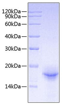 Recombinant Mouse IL-33 Protein (RPCB0727)