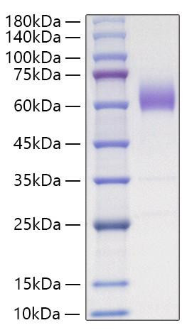 Recombinant Mouse CD47 Protein (RPCB0780)