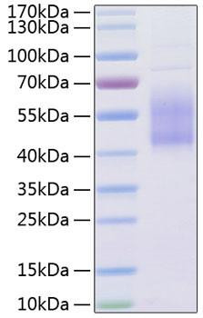 Recombinant Human B7-H2/ICOSLG/CD275 Protein (RPCB0801)