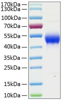 Recombinant Human CD14 Protein (RPCB0842)
