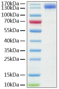 Recombinant Human ACE-2 Protein (RPCB0856)