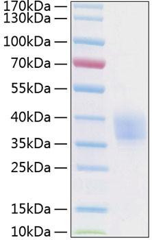 Recombinant Human Endothelial protein C receptor/CD201 Protein (RPCB0884)