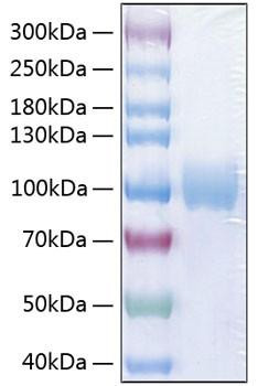 Recombinant Human PVR/CD155 Protein (RPCB0935)