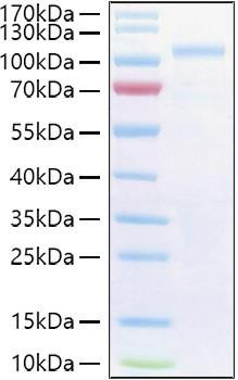Recombinant Human Semaphorin-3G/SEMA3G Protein (RPCB0978)
