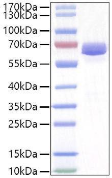 Recombinant Mouse EphA2/ECK Protein (RPCB1043)