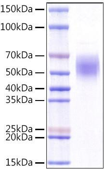 Recombinant Human KLRG1/CLEC15A/CD369 Protein (RPCB1050)