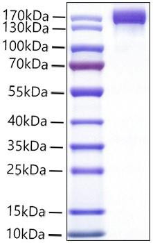 Recombinant Mouse VEGFR-2/KDR/CD309 Protein (RPCB1079)