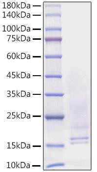 Recombinant Human Beta-nerve growth factor/NGFB Protein (RPCB1092)