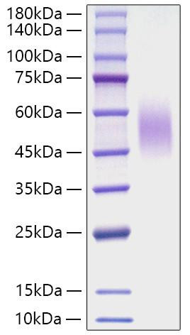 Recombinant Mouse CD200R1 Protein (RPCB1104)