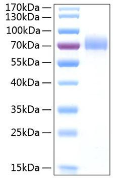 Recombinant Human CD44 Protein (RPCB1118)