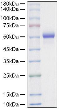 Recombinant Mouse Asparaginyl endopeptidase/Legumain/LGMN Protein (RPCB1130)