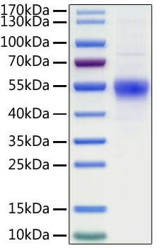 Recombinant Human CD19 Protein (RPCB1162)
