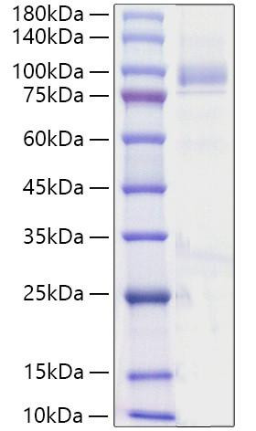 Recombinant Human Angiopoietin-4/ANG-4/ANGPT4(23-503) Protein (RPCB1196)