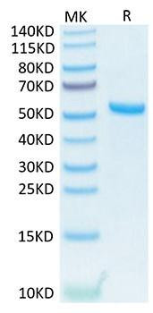 Recombinant Human TNFSF13/APRIL/CD256 Trimer Protein (RPCB1192)