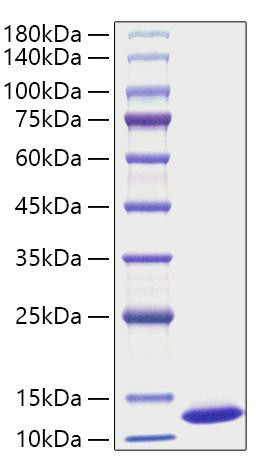 Recombinant Mouse CXCL1/GRO-alpha Protein (RPCB1285)