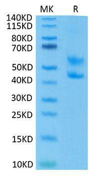 Recombinant Mouse CD3E&CD3D Protein (RPCB1311)