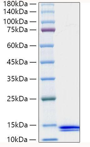 Recombinant Human CCL8/MCP-2 Protein (RPCB1328)