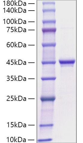 Recombinant Human GHRL/MTLRP Protein (RPCB1352)