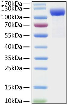 Recombinant Human DPP4/CD26  Protein (RPCB1361)