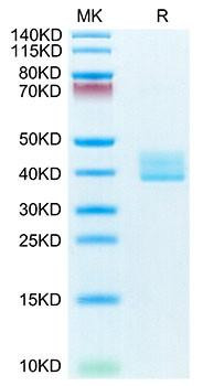 Recombinant Mouse TNFRSF17/BCMA/CD269 Protein (RPCB1406)