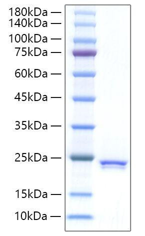 Recombinant Rat Sonic hedgehog N-product/SHH Protein (RPCB1411)