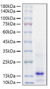 Recombinant Mouse Parathormone/PTH Protein (RPCB1462)