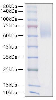 Recombinant Mouse SIRP-alpha/CD172a Protein (RPCB1463)