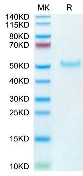 Recombinant Cynomolgus PVRIG Protein (RPCB1553)