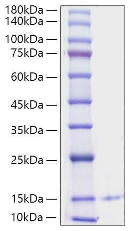 Recombinant Human CXCL4/PF-4 Protein (RPCB1560)