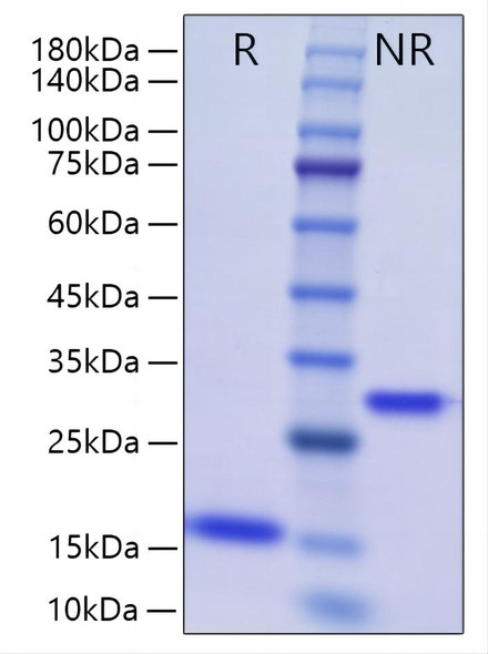 Recombinant Human/Mouse/Rat mature BMP-2 Protein (RPCB1593)