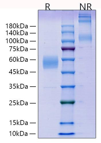 Recombinant Mouse ICOS/CD278 Protein (RPCB1623)