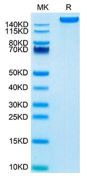 Recombinant Mouse Ly-75/DEC-205/CD205 Protein (RPCB1656)