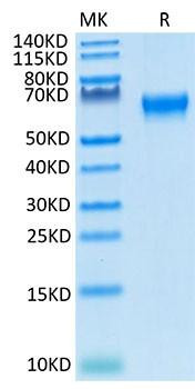 Recombinant Cynomolgus/Rhesus macaque TNFRSF7/CD27 Protein (RPCB1659)